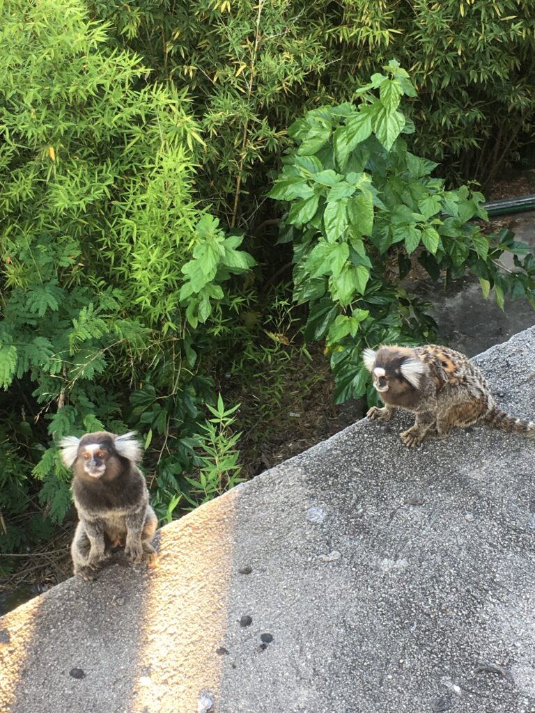 monkeys sugarloaf