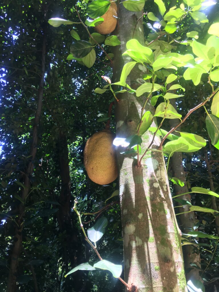 Jardim Botanico